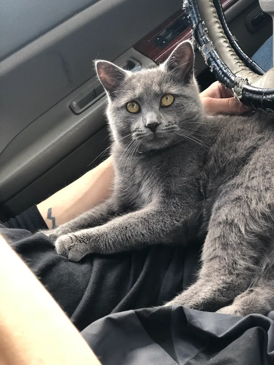 Lost cat in Chuckey, TN, 37641