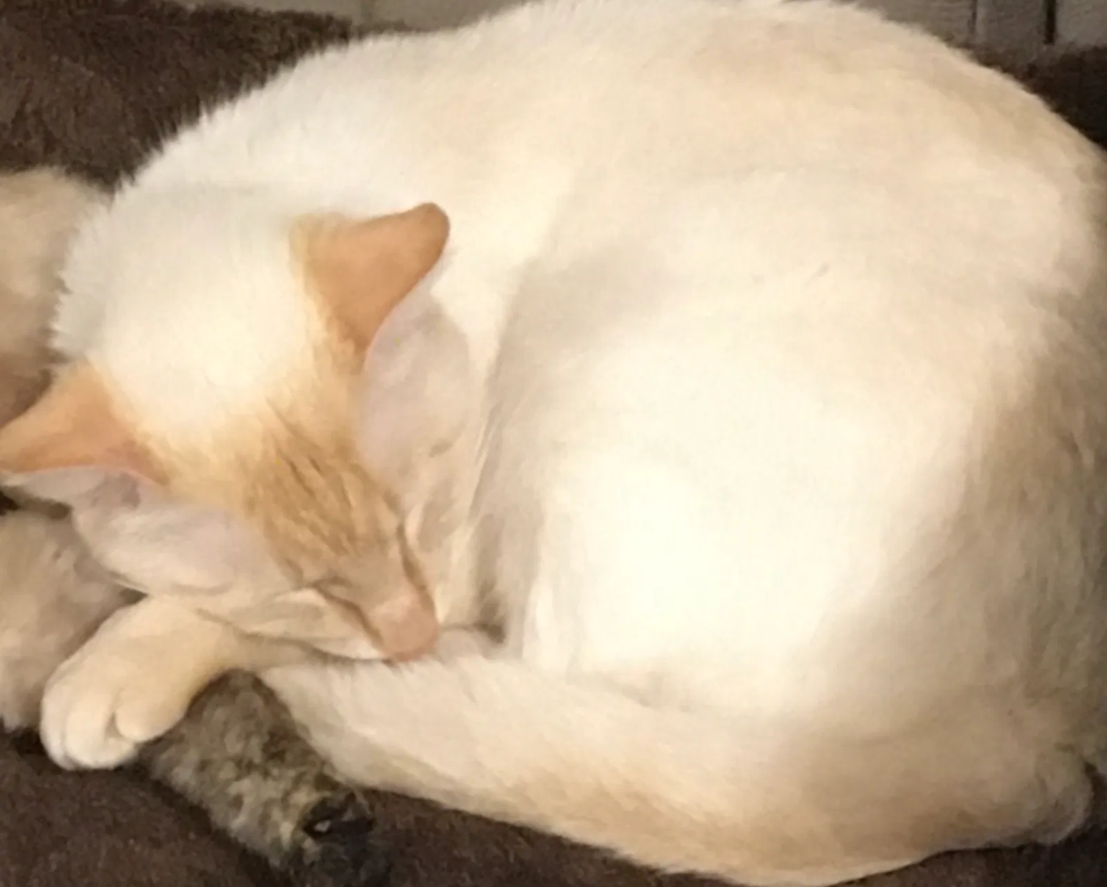 Lost cat in Harrison, TN, 37341