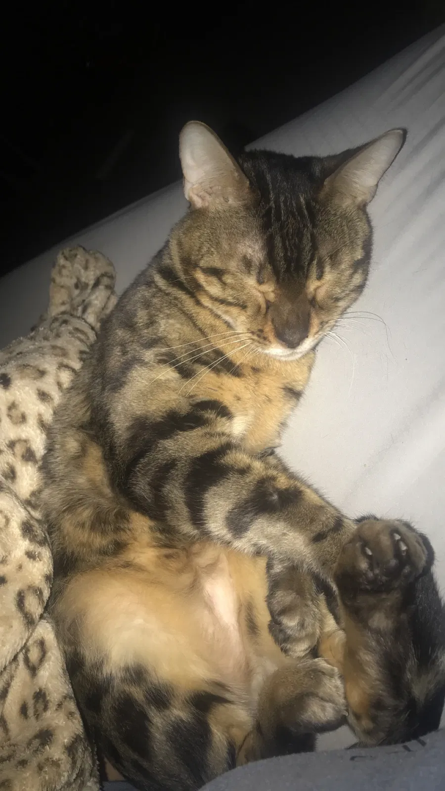 Lost cat in Fort Collins, CO, 80525