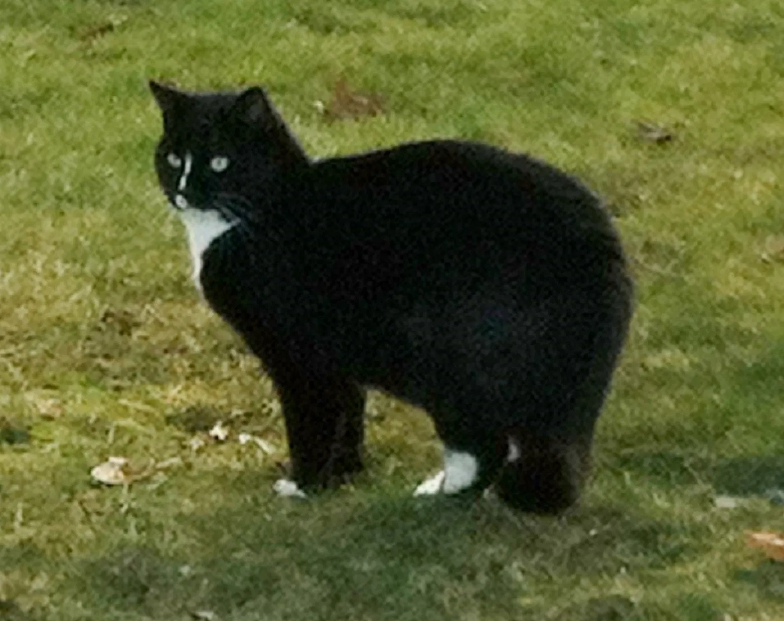 Lost cat in Bethel, CT, 6801