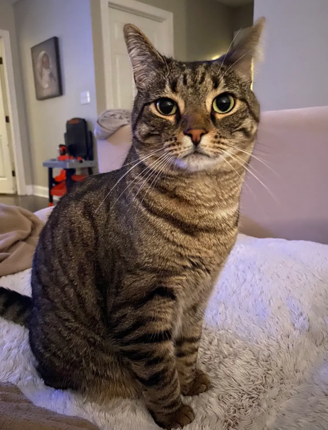 Lost cat in New Bern, NC, 28562