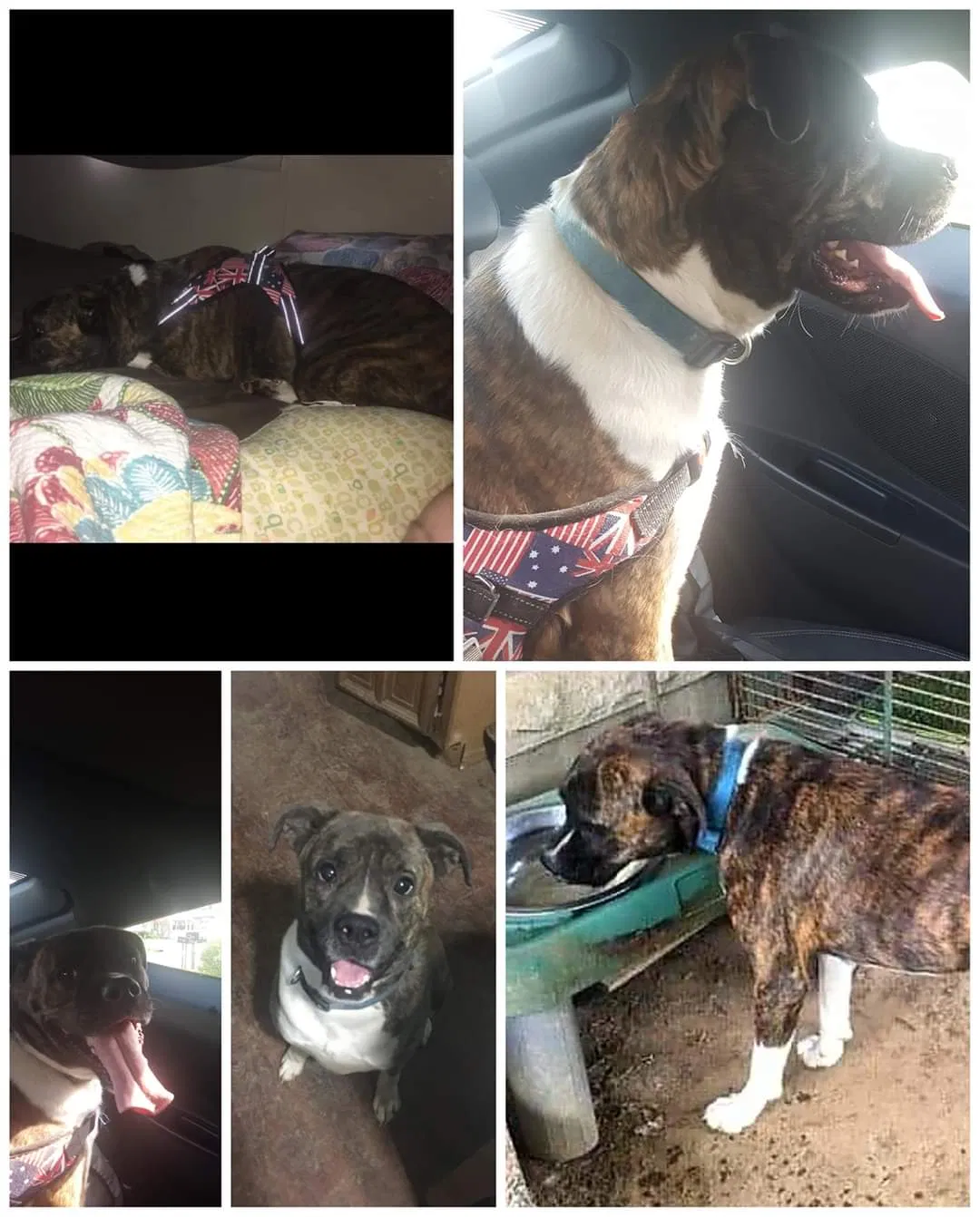 Lost dog in Bowling Green, KY, 42101
