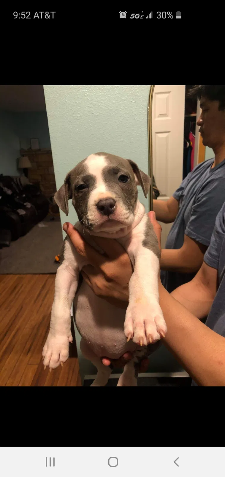 Missing Dog