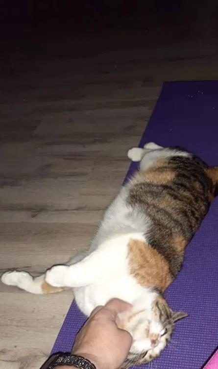 Lost cat in Chippewa Falls, WI, 54729
