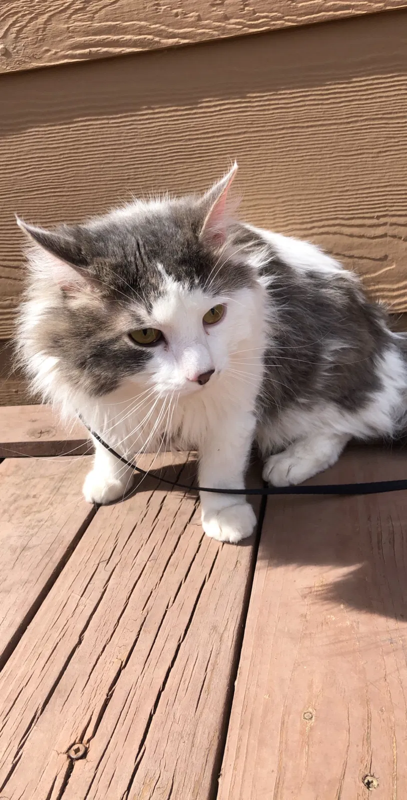 Lost cat in Wichita, KS, 67205