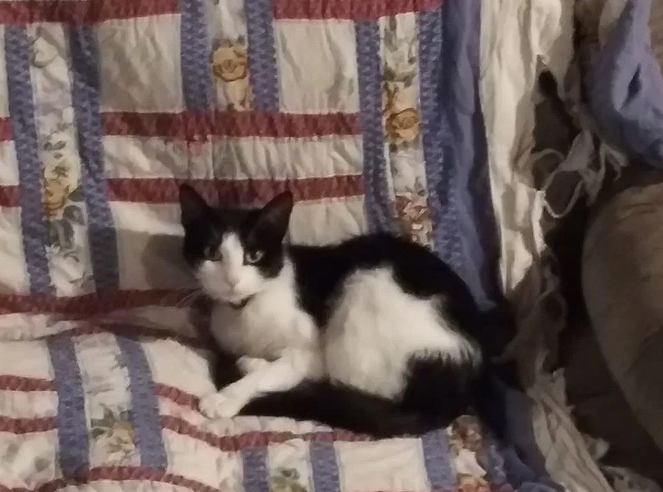Lost cat in Manchester, CT, 6042