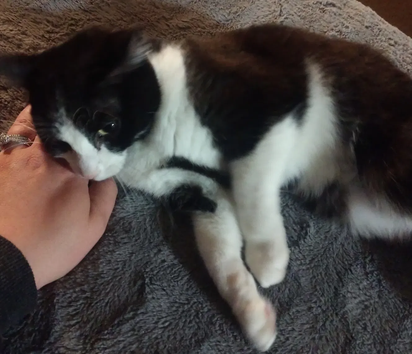 Lost cat in Baxter Springs, KS, 66713