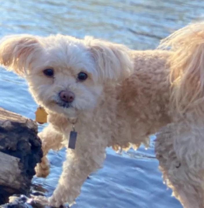 Lost dog in White City, OR, 97503