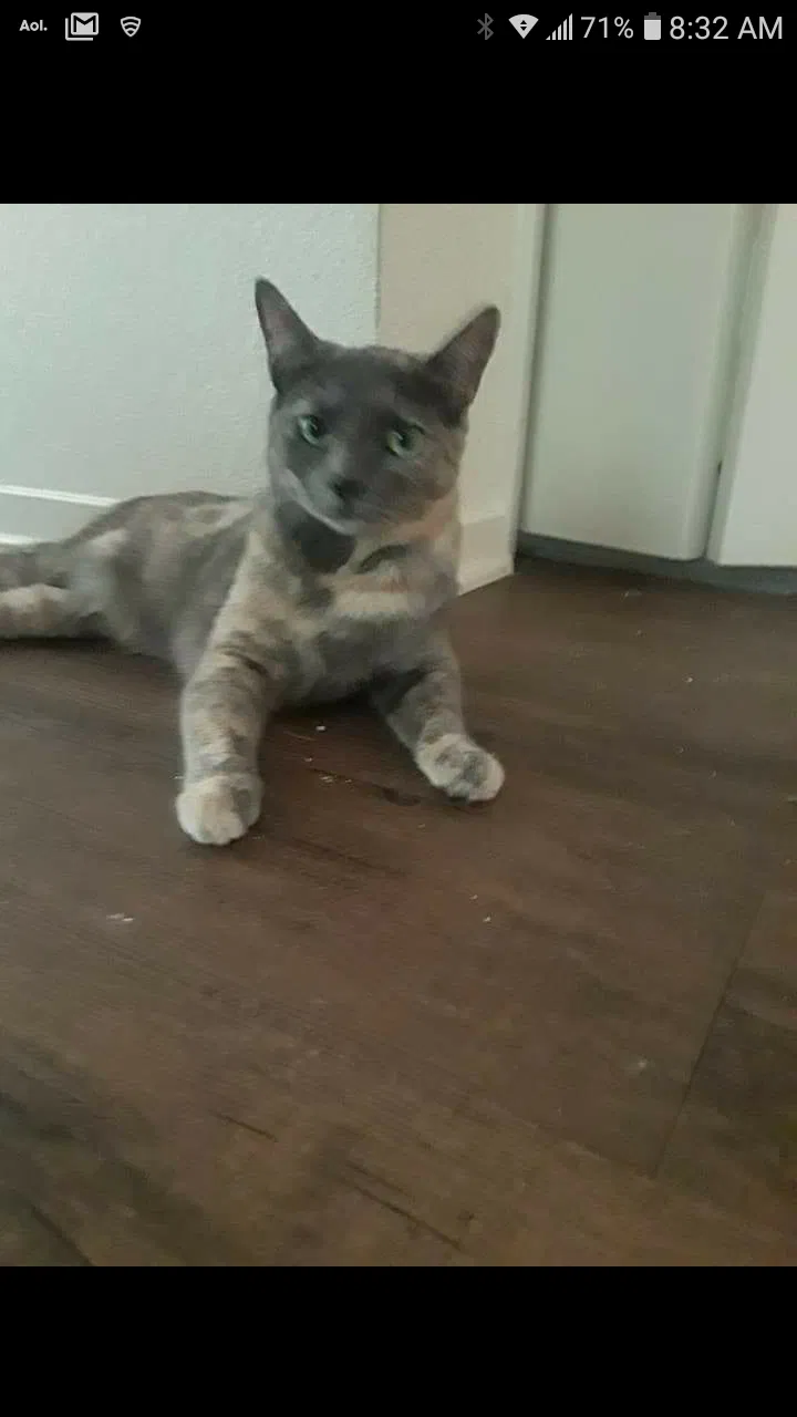 Lost cat in Fresno, CA, 93711