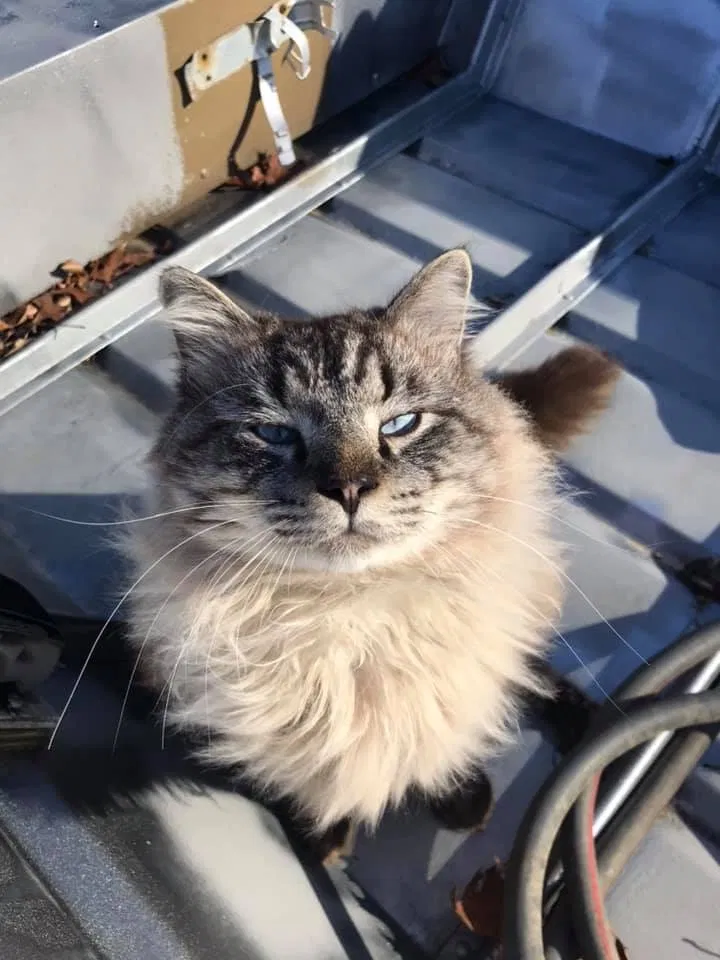 Lost cat in Asheboro, NC, 27205