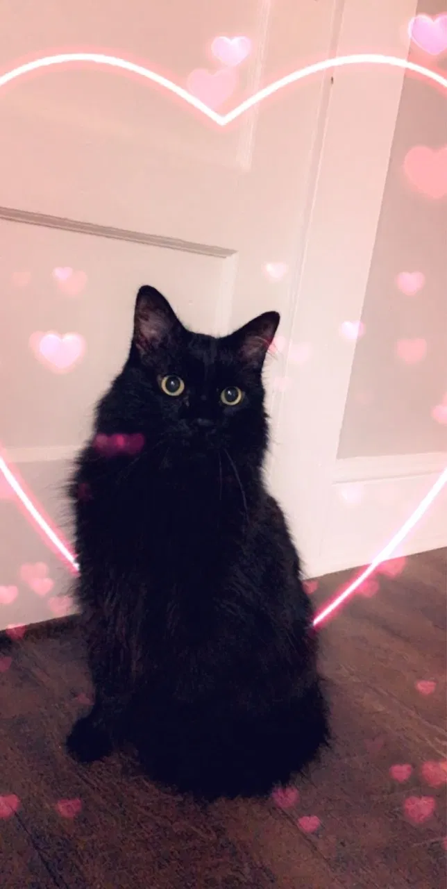 Lost cat in Winder, GA, 30680