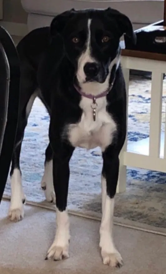 Lost dog in Saint Paul, MN, 55128
