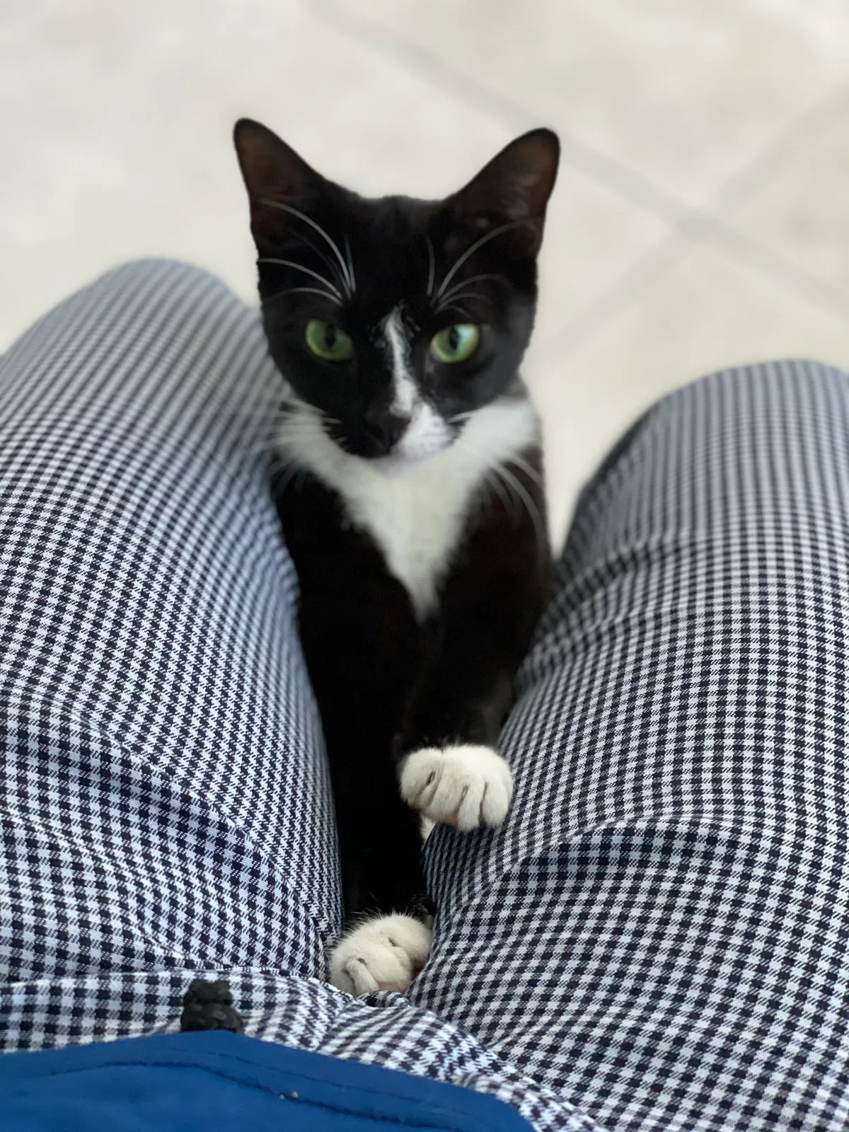 Lost cat in Miami, FL, 33126