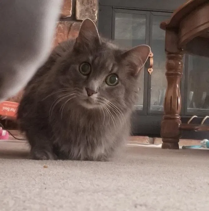 Lost cat in Salt Lake City, UT, 84128