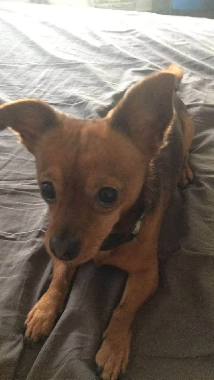 Lost dog in Atlanta, GA, 30307