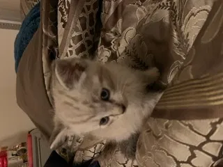 Lost cat in El Cajon, CA, 92021