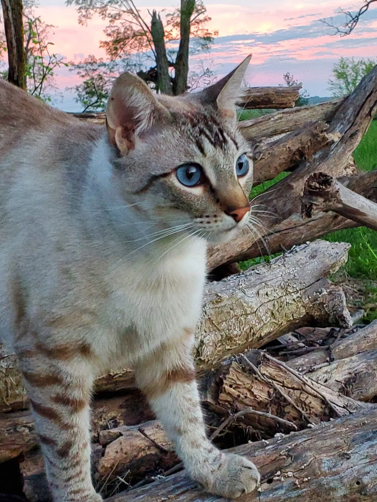 Lost cat in Arrington, TN, 37014