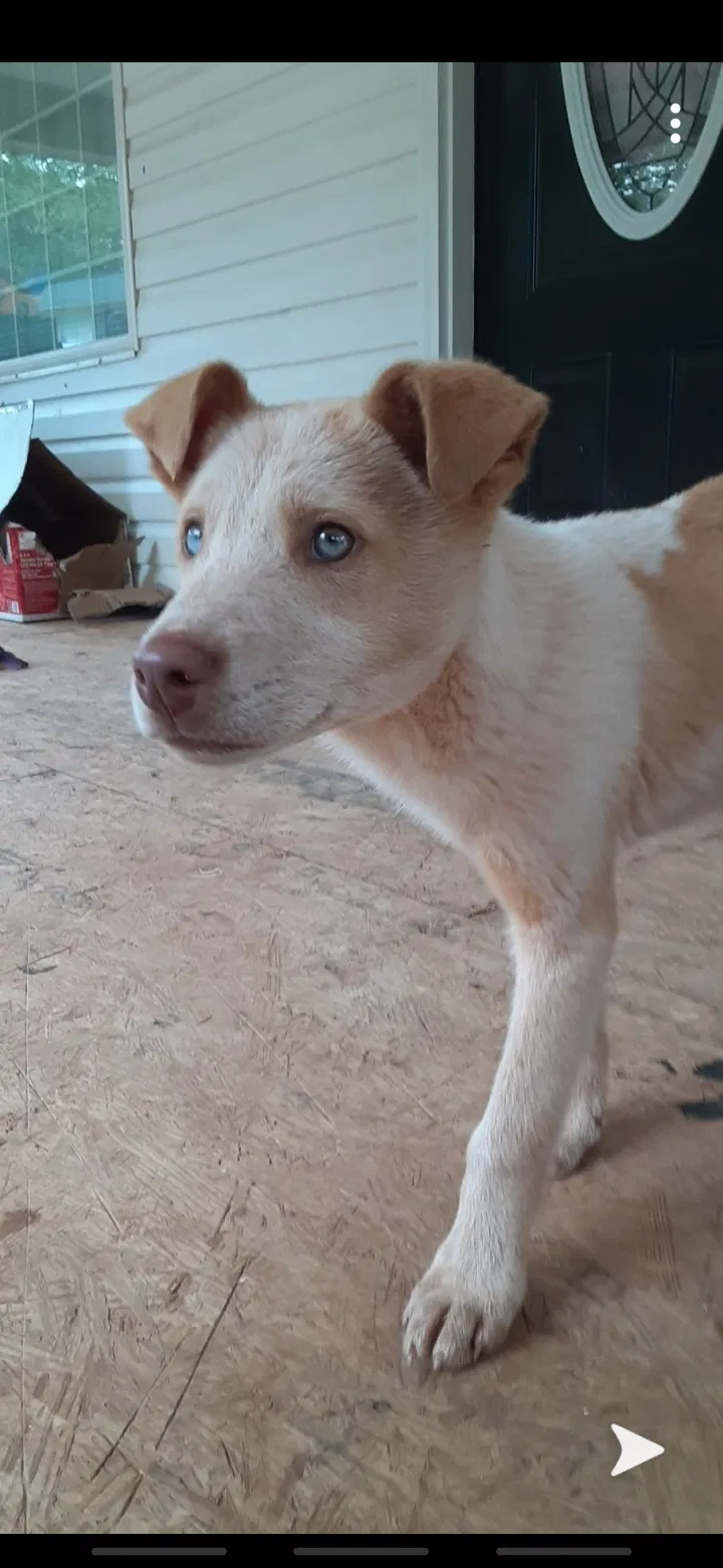 Lost dog in Spartanburg, SC, 29301