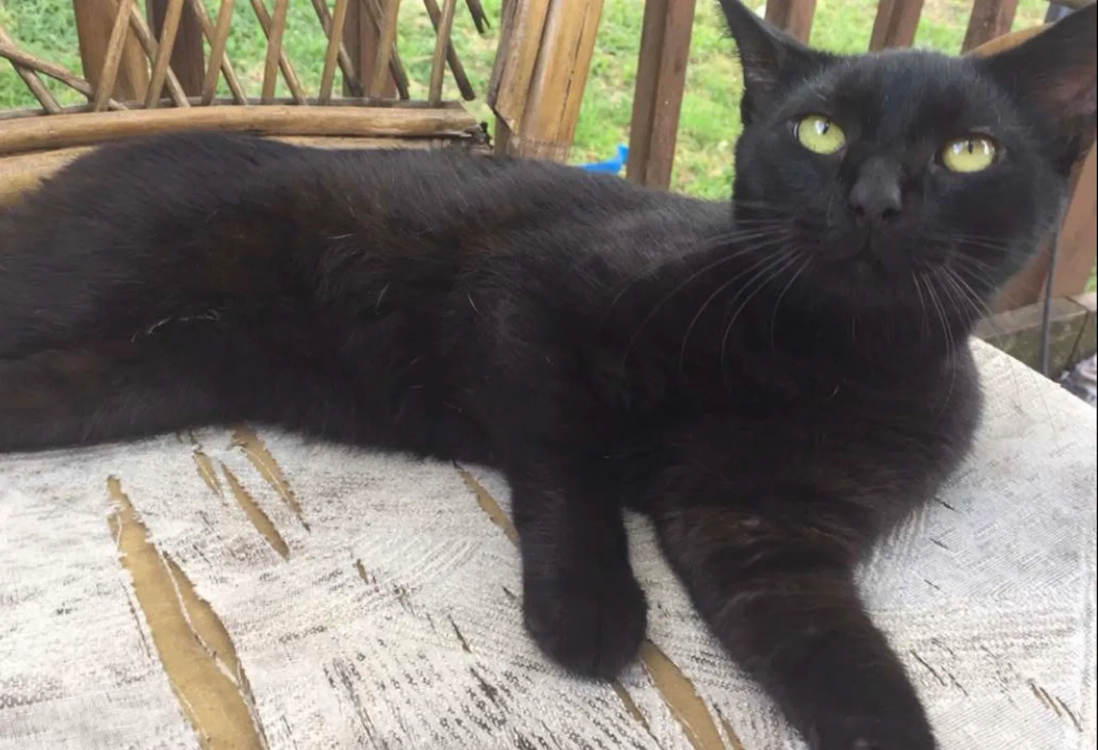 Lost cat in Largo, FL, 33774