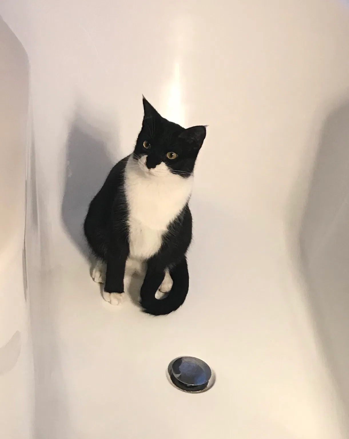 Lost cat in Sacramento, CA, 95828