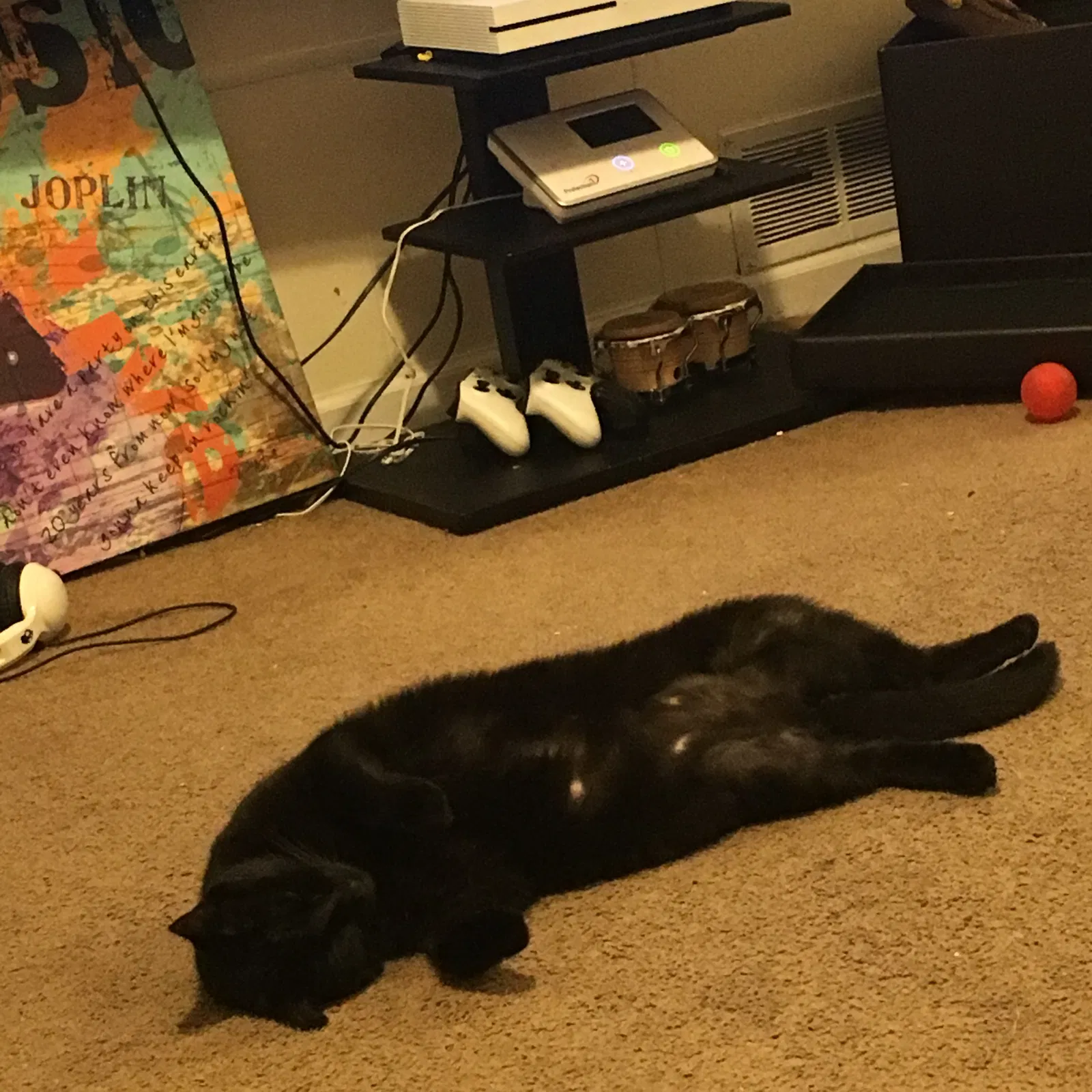 Lost cat in Harrison, OH, 45030