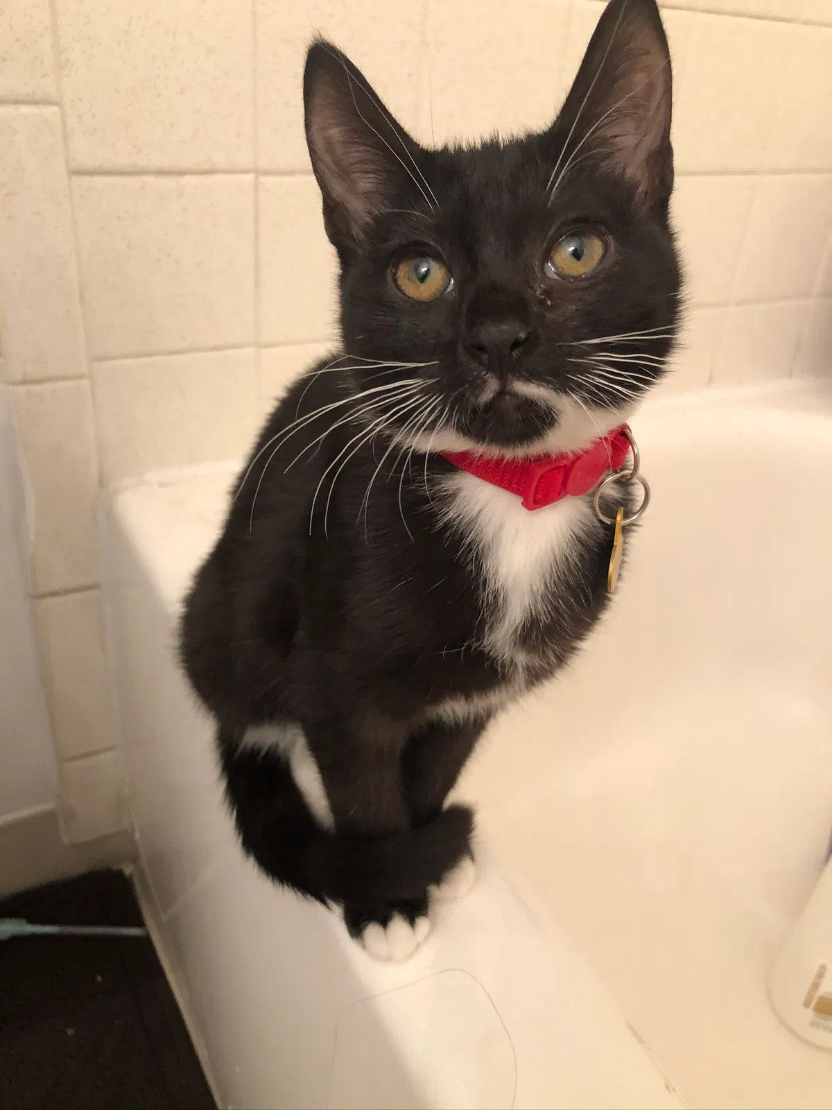 Lost cat in Richmond, VA, 23234