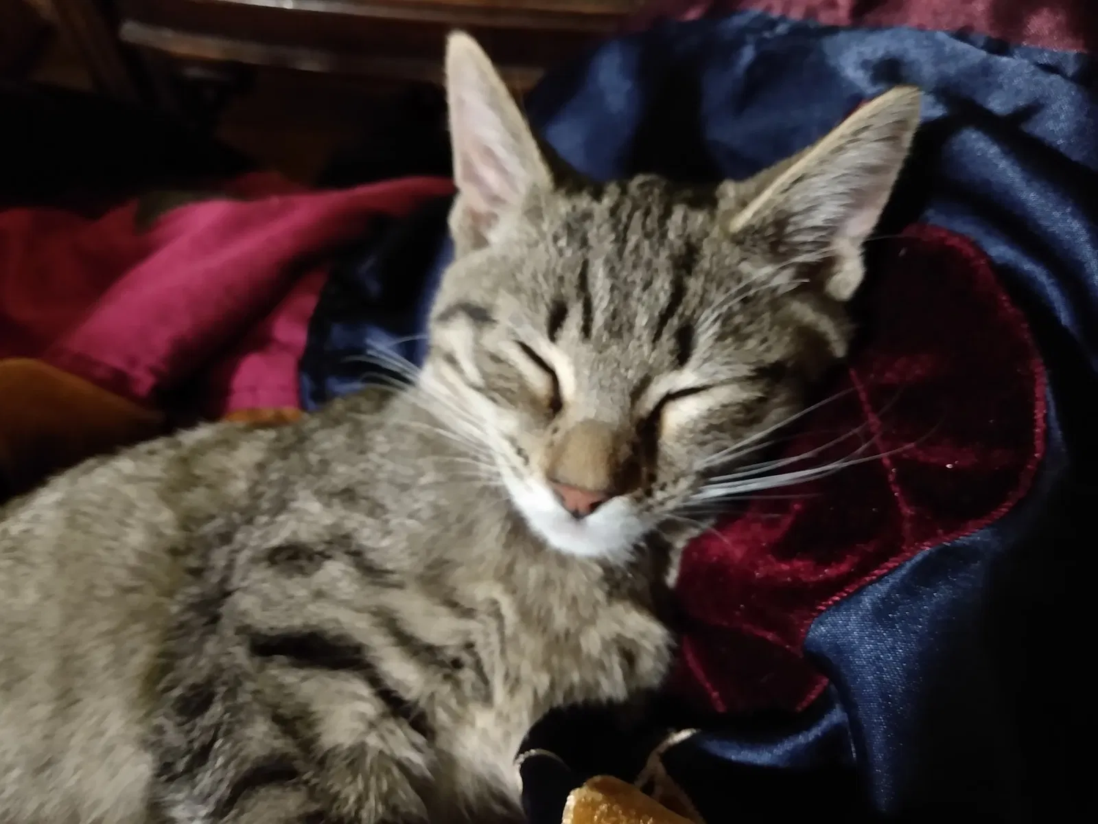 Lost cat in Saint Louis, MO, 63114