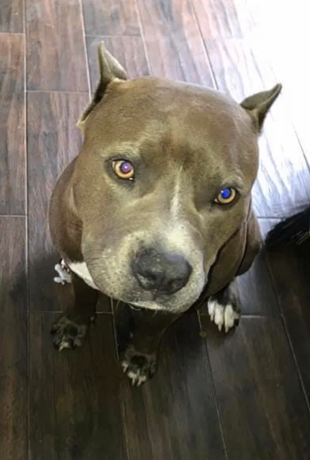 Lost dog in Orlando, FL, 32828