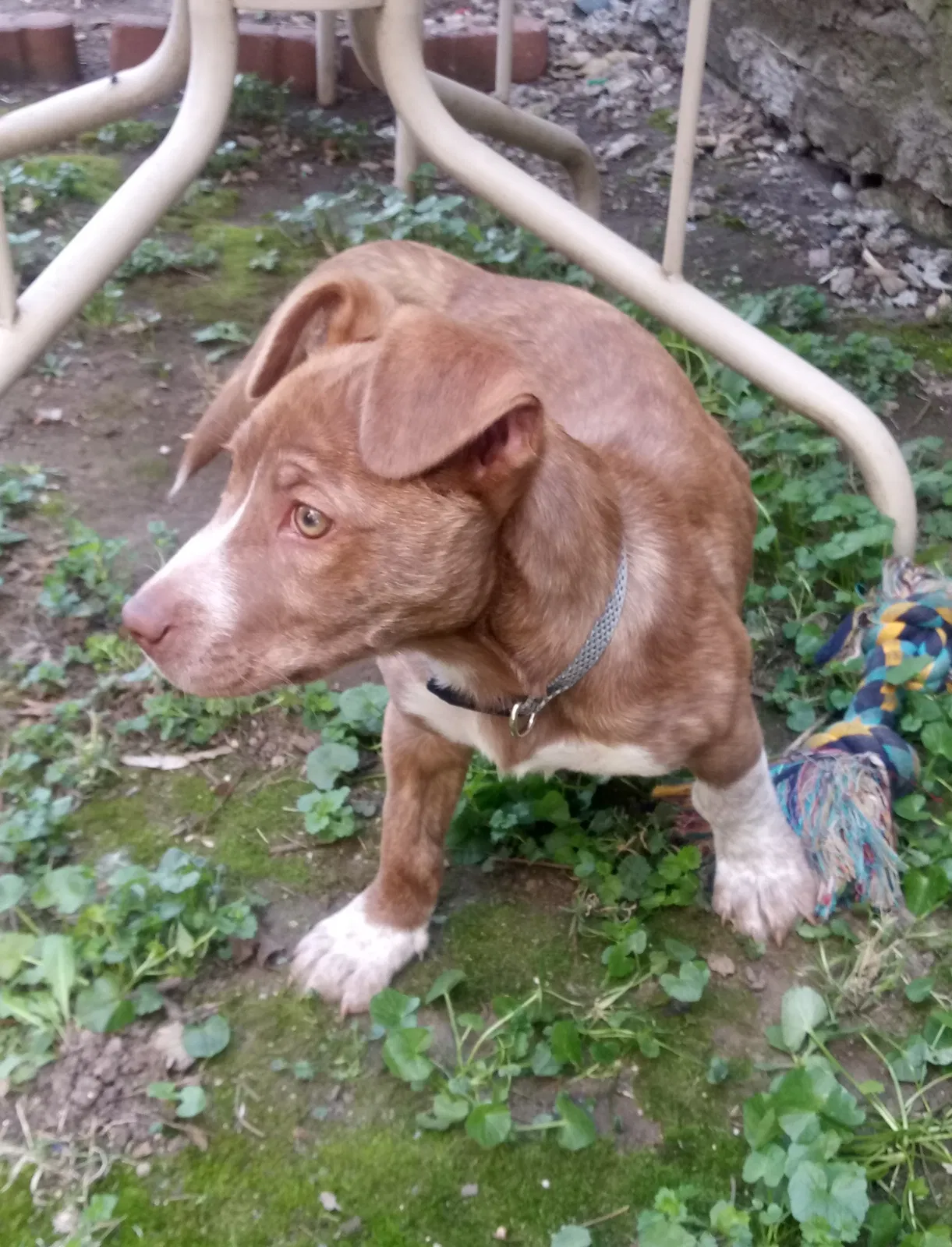 Lost dog in Dayton, OH, 45403
