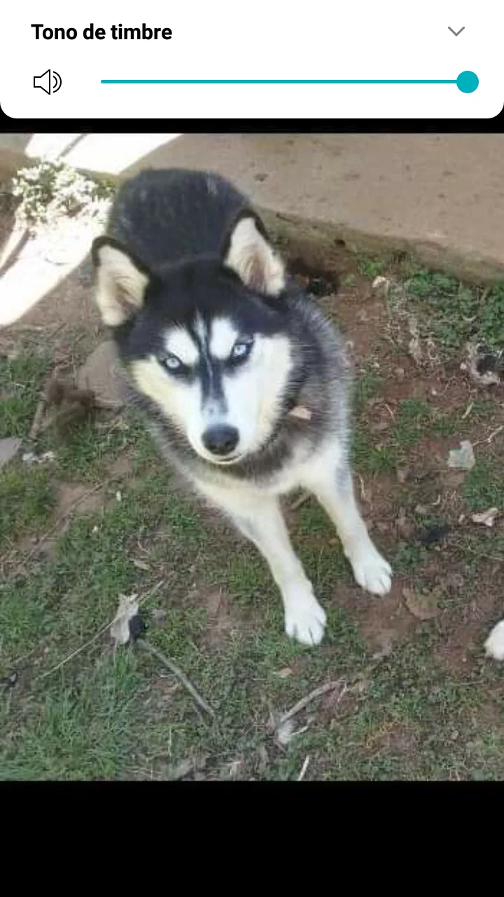 Lost dog in Winston Salem, NC, 27105