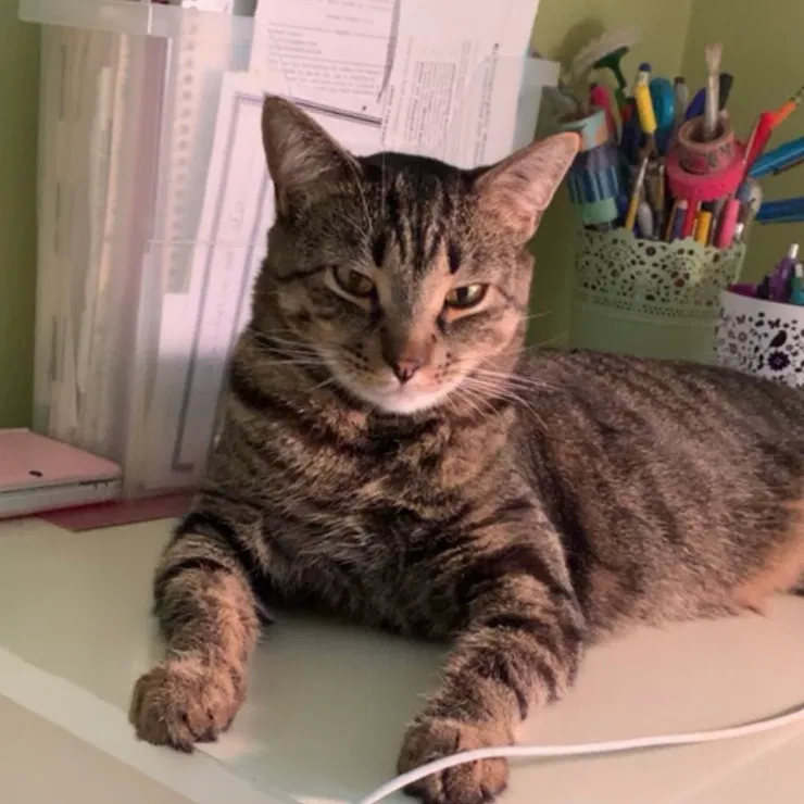 Lost cat in Watertown, CT, 6795
