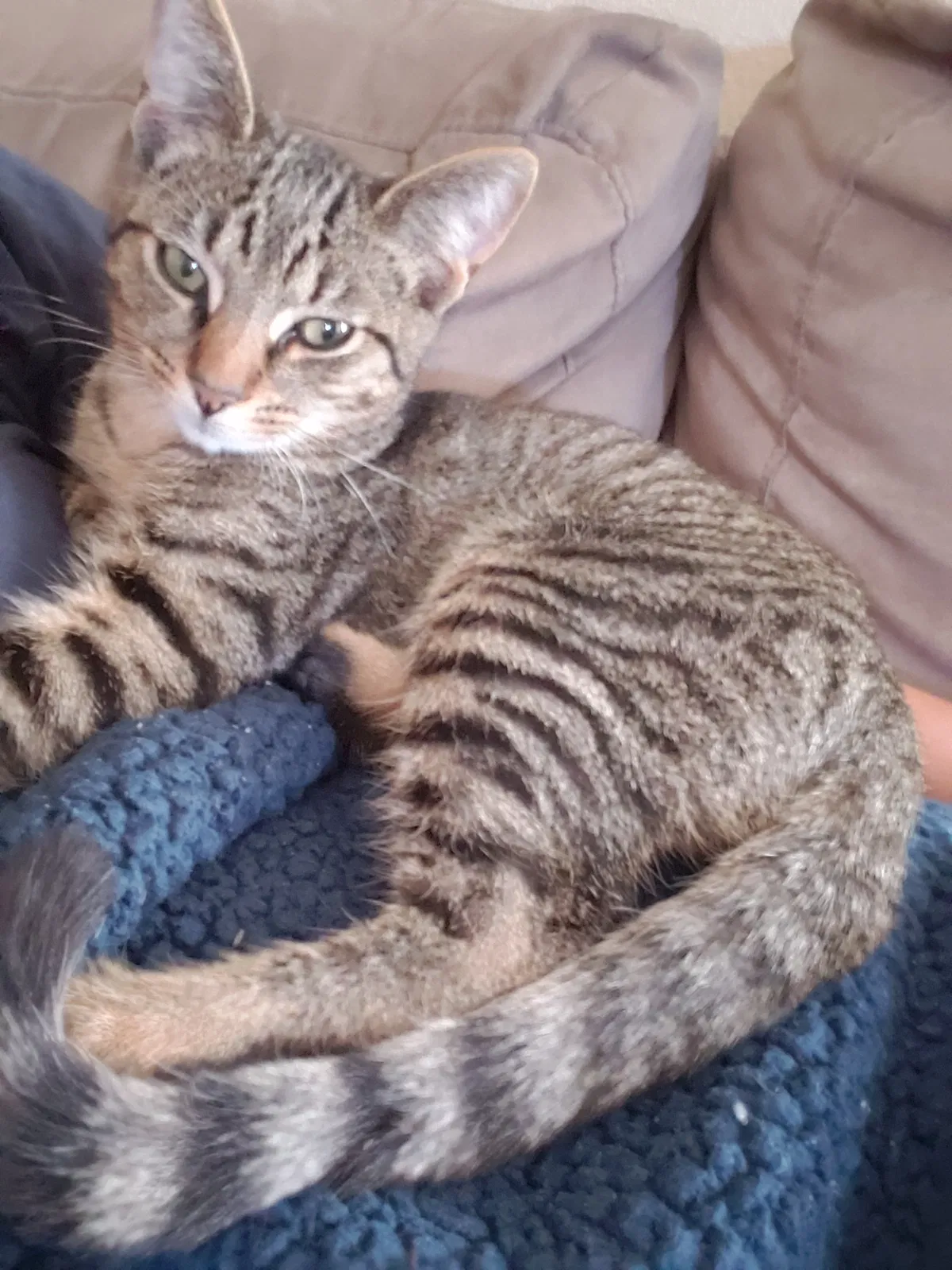 Lost cat in Pensacola, FL, 32507