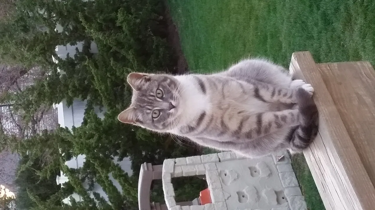 Lost cat in Seaford, NY, 11783
