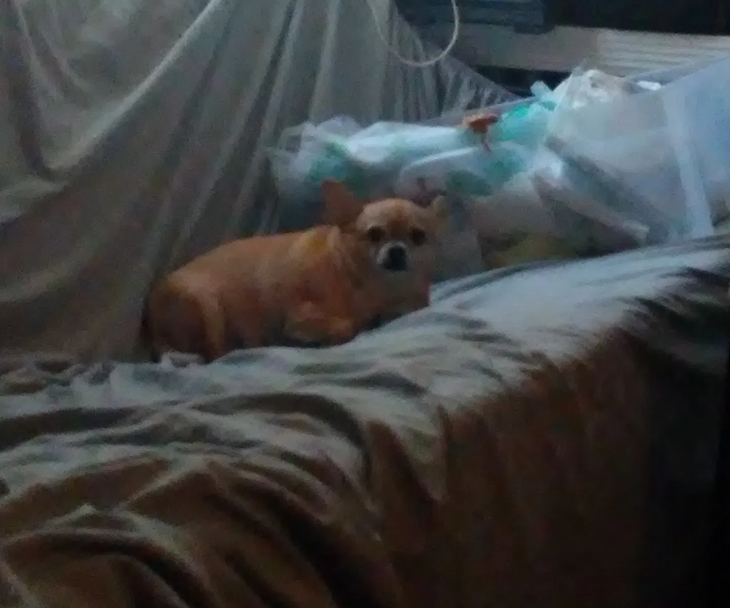 Lost dog in Kissimmee, FL, 34744