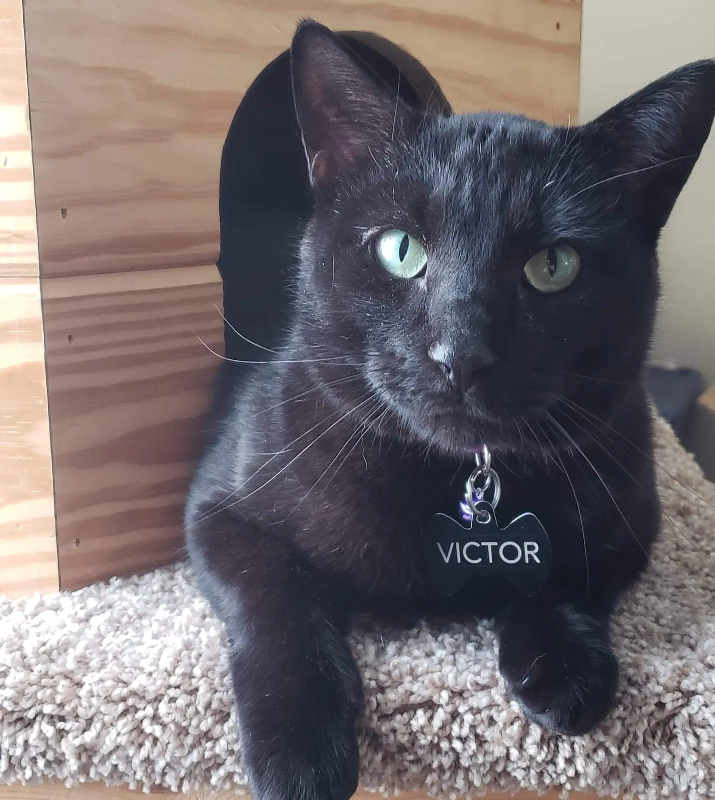 Lost cat in Johnson City, TN, 37604