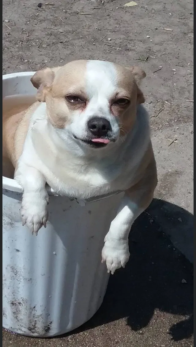 Lost dog in West Fargo, ND, 58078