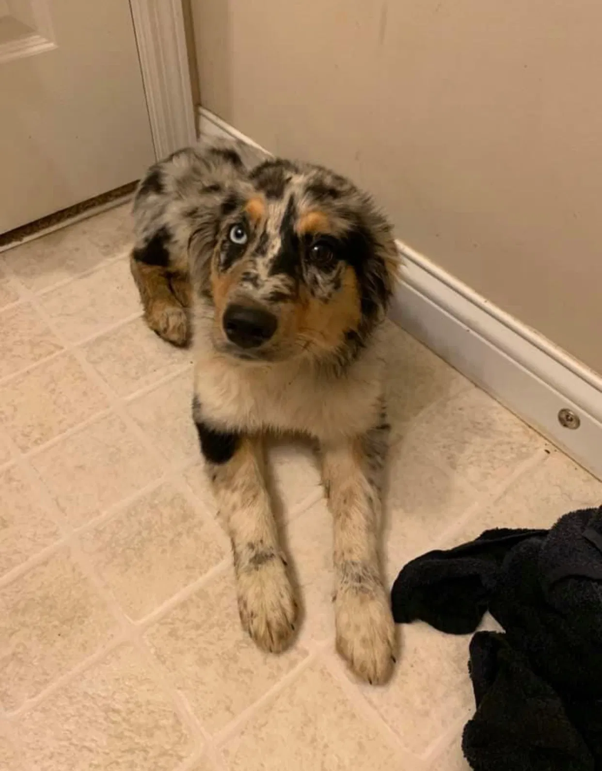Lost dog in Blue Creek, OH, 45616