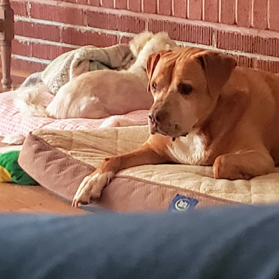 Lost dog in Las Cruces, NM, 88007
