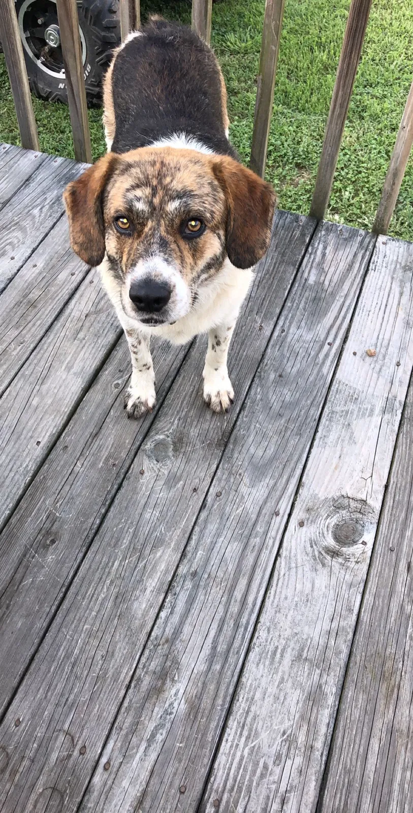 Lost dog in Decatur, TN, 37322
