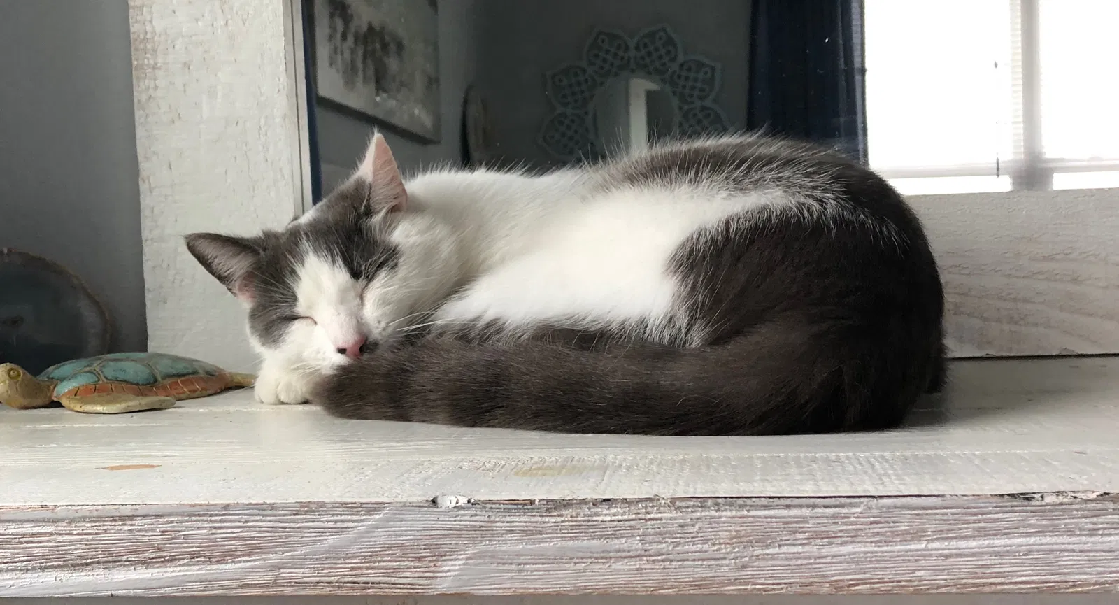 Lost cat in Norfolk, VA, 23503