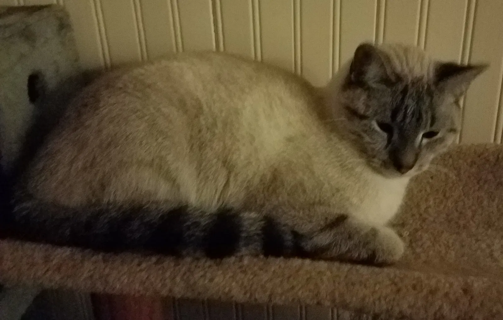 Lost cat in Hurdland, MO, 63547