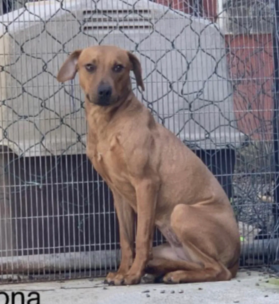 Lost dog in Miami, FL, 33166