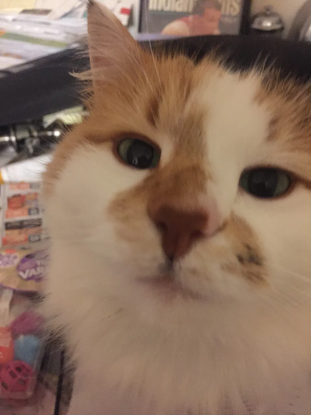Lost cat in Bloomington, IN, 47404