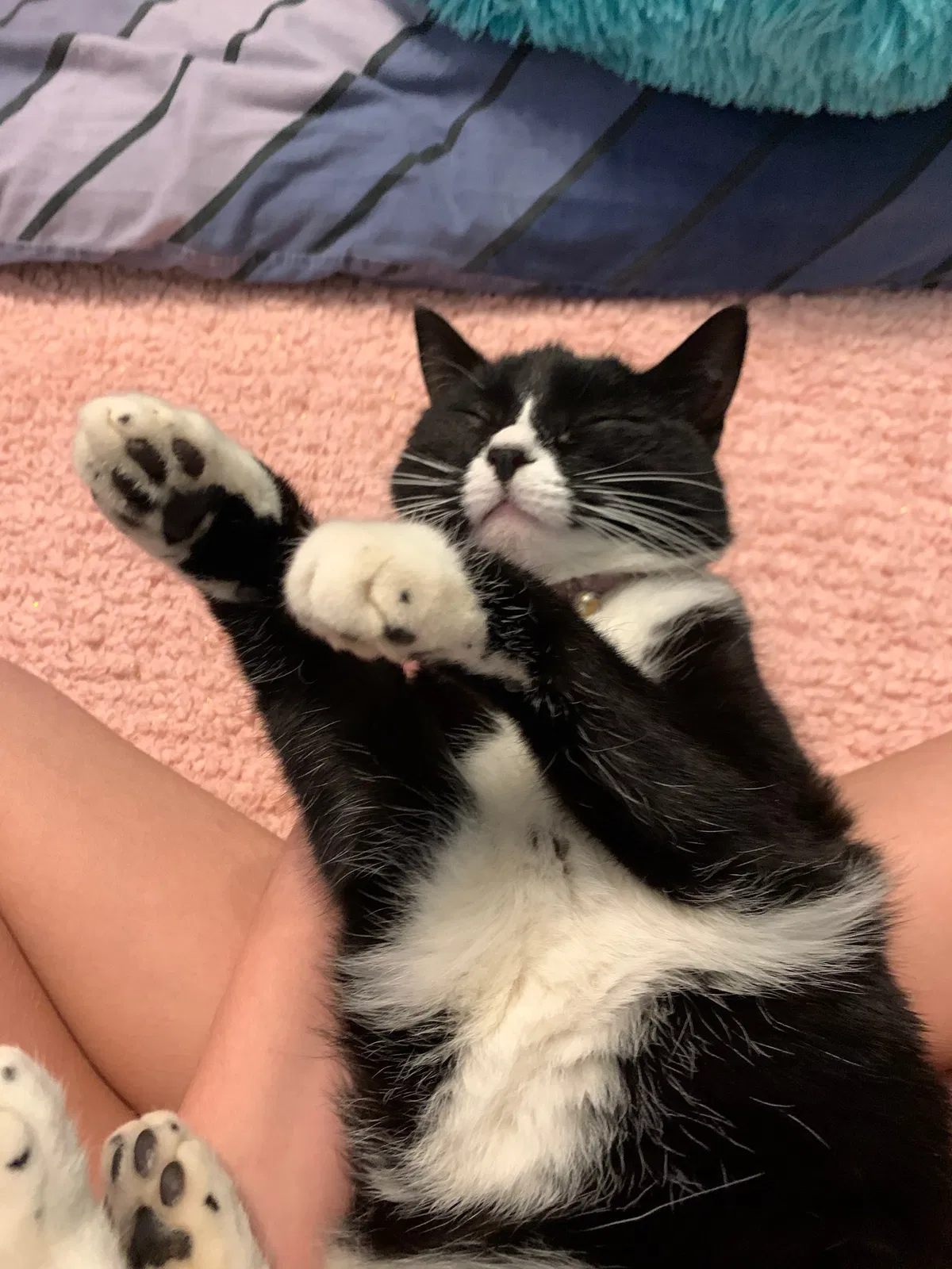 Lost cat in Cantonment, FL, 32533