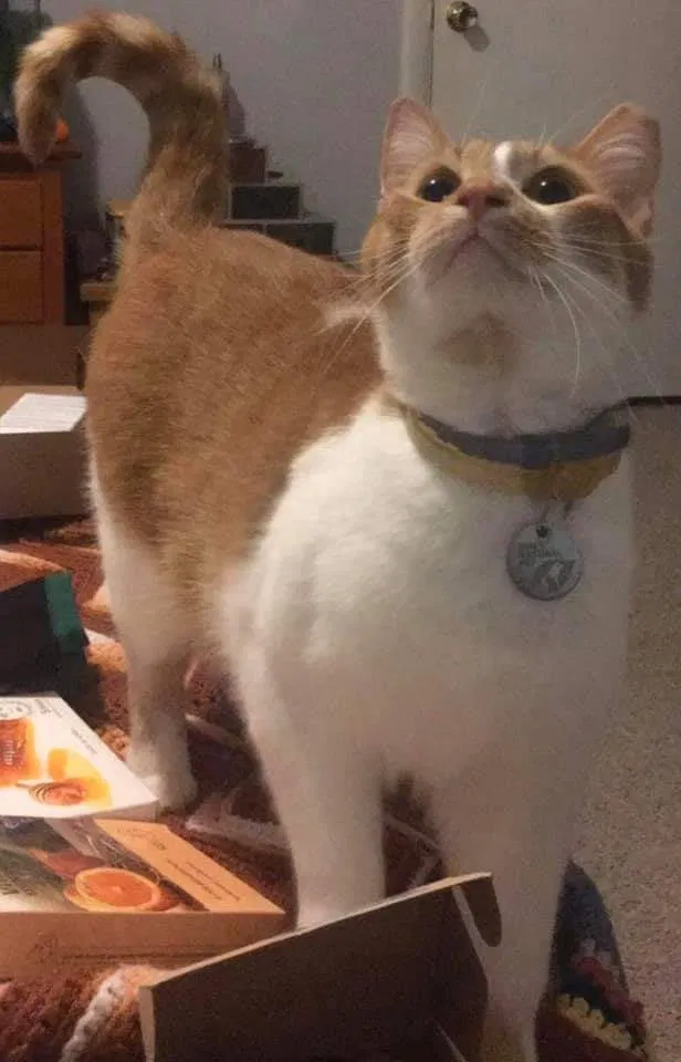 Lost cat in Oak Ridge, TN, 37830