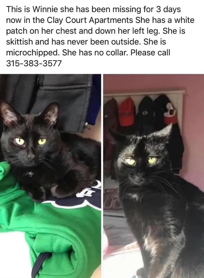 Lost cat in Syracuse, NY, 13212