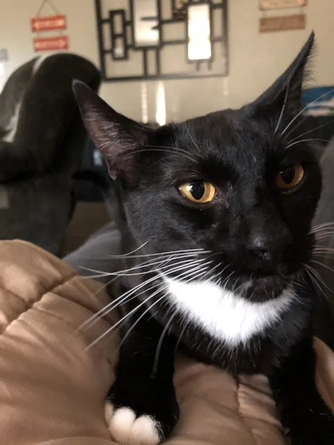 Lost cat in Chico, CA, 95926