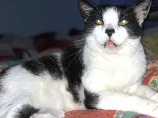 Lost cat in Evansville, IN, 47711
