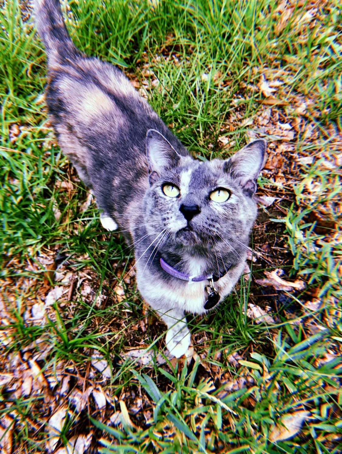 Lost cat in Mobile, AL, 36608