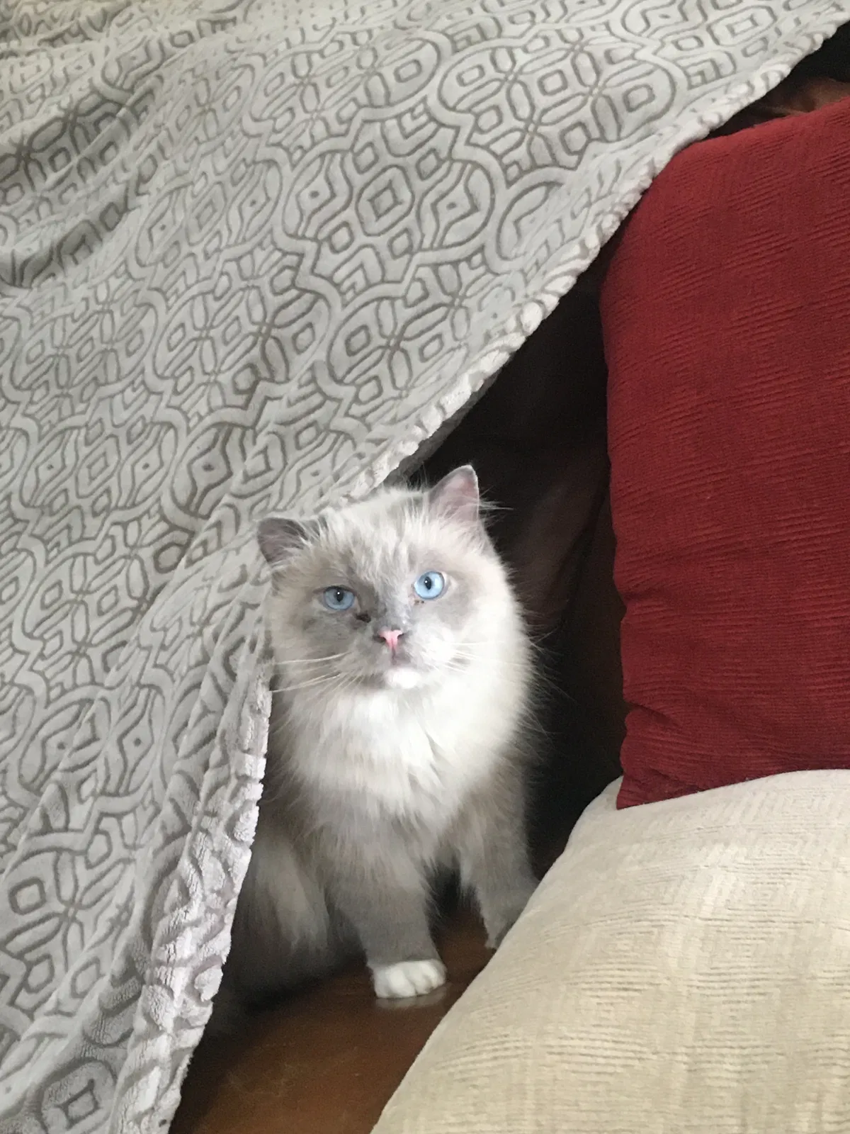Lost cat in Brea, CA, 92821